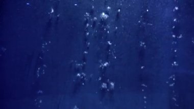 Su yüzeyinde yüzen hava kabarcıkları arasında yüzen küçük balıklar. Soyut doğal arkaplan ya da fon, akvaryum yaşamı, su altına dalma.