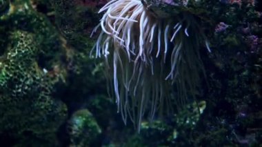 Deniz yatağındaki su akıntılarında akan uzun dokunaçlı deniz şakayıklarına yakın çekim. Soyut doğal arkaplan ya da fon, akvaryum yaşamı, su altına dalma.