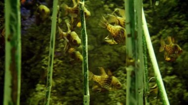 Gölden ya da nehirden büyüyen bambu gövdeleri arasında yaşayan balıkların yakınlaşması. Soyut doğal arkaplan ya da fon, akvaryum yaşamı, su altına dalma.