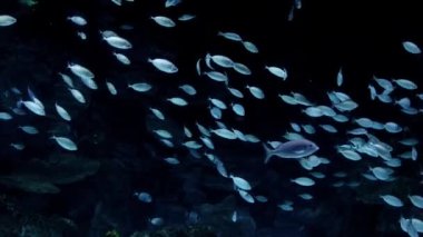 Mağaradaki karanlık deniz tabanında yüzen balıklar sürüsü. Su altı arkaplanı veya arkaplan özeti.