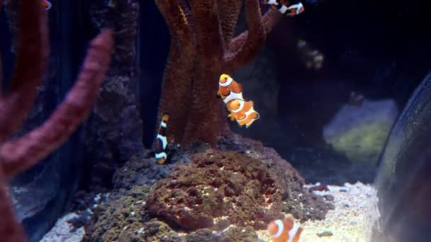 许多小丑鱼在鱼缸里的珊瑚边游泳 天然背景或背景 水族馆生活 — 图库视频影像