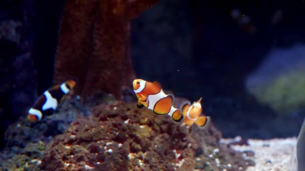 小丑鱼在水族馆的珊瑚间游动的特写镜头 天然背景或背景 水族馆生活 — 图库视频影像