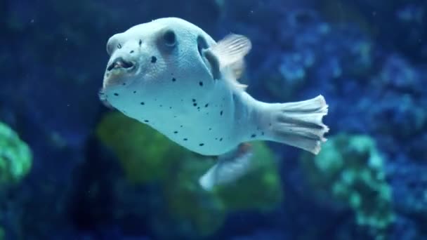Primer Plano Peces Puercoespín Nadando Pecera Fondo Natural Abstracto Telón — Vídeo de stock