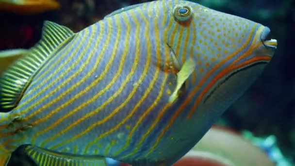 美丽的黄色和蓝色条纹热带鱼在鱼缸里游泳 天然背景或背景 水族馆生活 — 图库视频影像