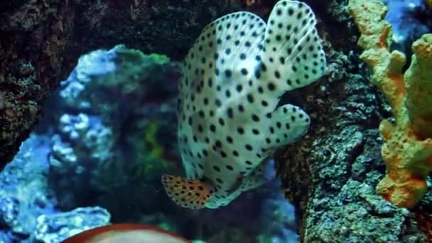 Primer Plano Peces Tropicales Moteados Nadando Entre Corales Pecera Fondo — Vídeos de Stock