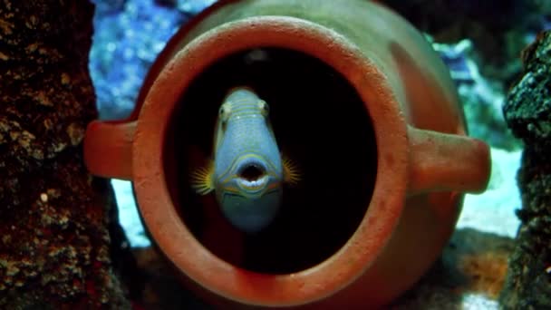 Красива Тропічна Риба Дивиться Амфори Лежить Дні Моря Абстрактний Природний — стокове відео