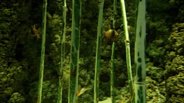 Kis Halak Közelsége Folyóban Növő Bambuszok Között Úszkál Absztrakt Természeti — Stock videók