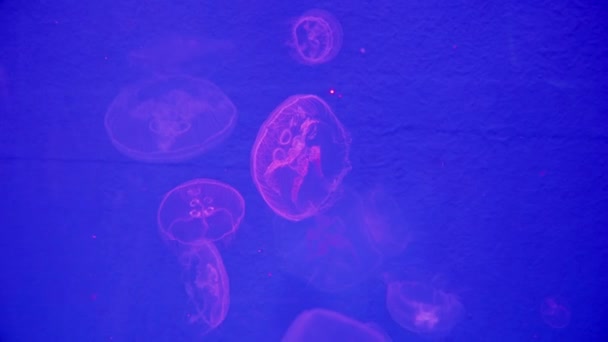 Akvaryumda Yüzen Deniz Anaları Renk Değiştiren Işıklarla Soyut Doğal Arkaplan — Stok video