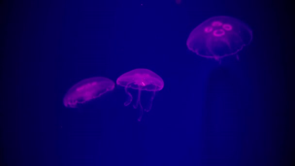 Close Pequenas Medusas Cor Néon Rosa Nadando Tanque Peixe Abstrato — Vídeo de Stock