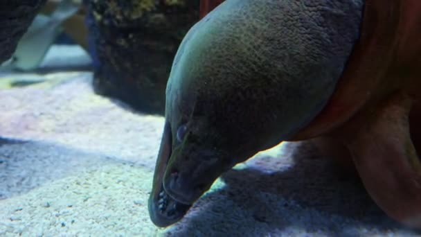 鳗鱼被覆在海底 嘴张开 牙齿锋利 天然背景或背景 水族馆生活 — 图库视频影像