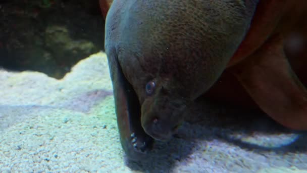 可怕的鳗鱼躺在鱼缸底部 张开嘴 天然背景或背景 水族馆生活 — 图库视频影像