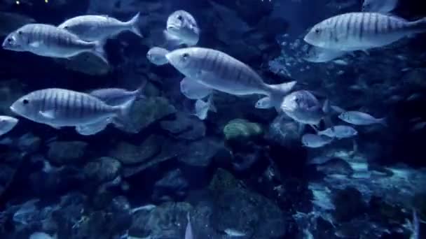 许多鱼在悬崖和珊瑚礁之间游来游去 被水下射中 光芒穿过水 水下背景或背景摘要 — 图库视频影像