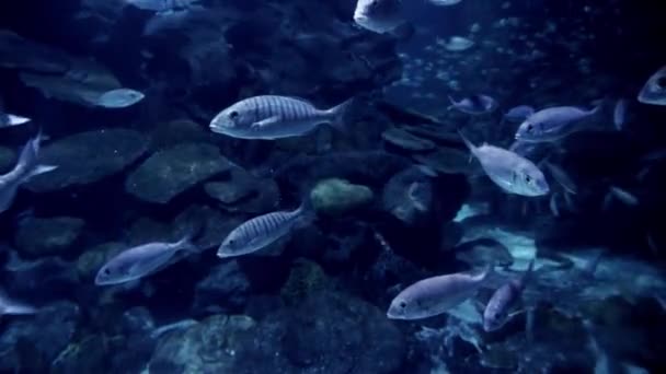 Montón Peces Nadando Bajo Agua Fondo Del Mar Entre Rocas — Vídeos de Stock