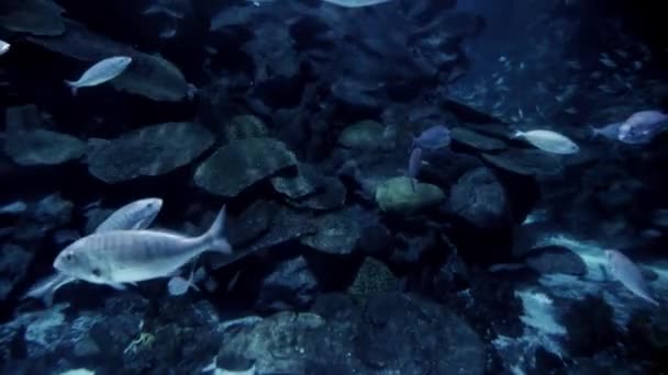 Grande Escola Peixes Nadando Água Fria Oceano Entre Falésias Rochas — Vídeo de Stock