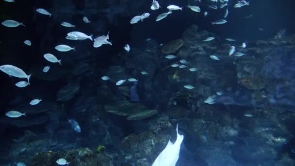 Bela Vista Subaquática Fundo Mar Com Muitos Peixes Ervas Daninhas — Vídeo de Stock