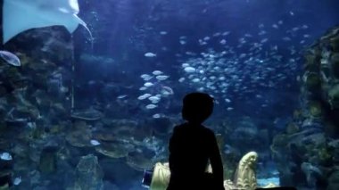 Hayvanat bahçesindeki büyük akvaryumda yüzen balık ve köpekbalıklarına bakan küçük çocuk silueti. 23 Mart 2023, İstanbul, Türkiye, Deniz Yaşamı Akvaryumu.