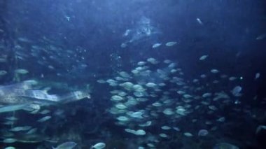 Stingray, köpekbalıkları ve balıklar büyük akvaryumda yüzüyorlar. Su altı arkaplanı veya arkaplan özeti.