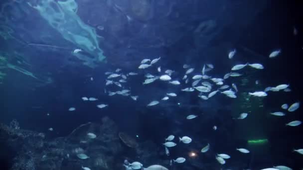 Vista Zoológico Gran Cantidad Peces Nadando Acuario Pecera Fondo Submarino — Vídeos de Stock