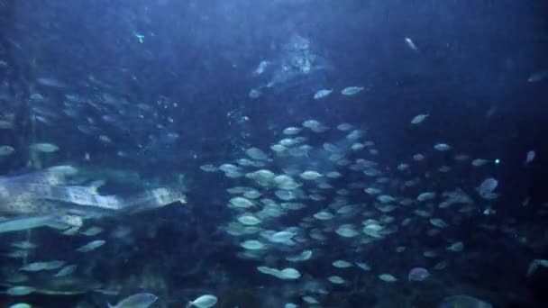 黄褐色 鲨鱼和鱼在大水族馆里游泳 水下背景或背景摘要 — 图库视频影像