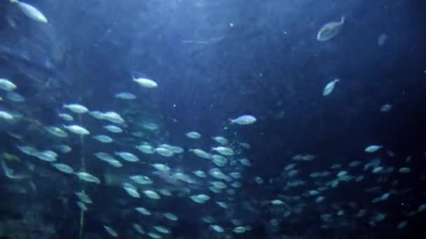 Deniz Tabanından Deniz Yüzeyinde Yüzen Balık Sürüsünün Görüntüsü Altı Arkaplanı — Stok video