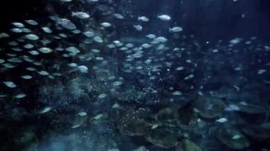 Uçurumlar ve mercan resifleriyle deniz suyunda yüzen bir sürü balık ve köpekbalığı arasında hava kabarcıkları. Su altı arkaplanı veya arkaplan özeti.