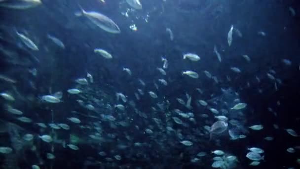 在动物园的大水族馆里 有很多鱼 鲨鱼和小鱼在游来游去 水下背景或背景摘要 — 图库视频影像