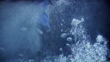 Deniz yüzeyinde yüzen hava kabarcıkları. Balıklar ve köpekbalıkları okyanusta yüzüyor. Su altı arkaplanı veya arkaplan özeti.