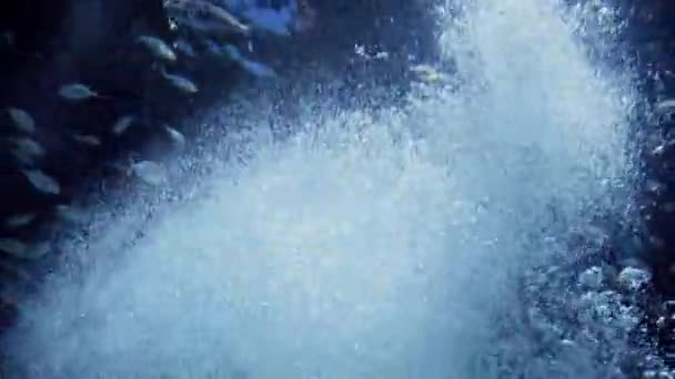 Podvodní Video Spoustou Vzduchových Bublin Ryb Plavajících Moři Abstraktní Podvodní — Stock video