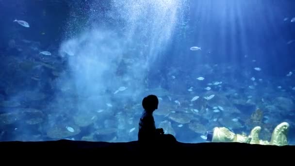 Silueta Malého Chlapce Jak Dívá Ryby Plavající Velkém Akváriu Zoo — Stock video