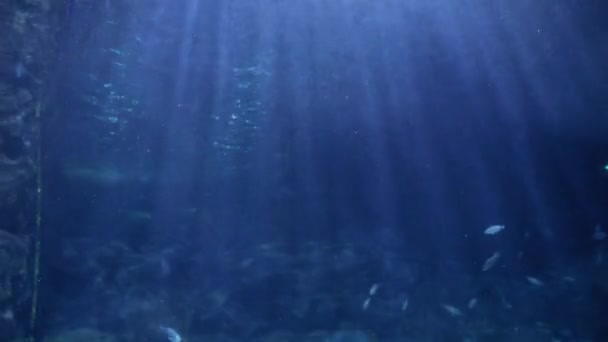 Сонце Світить Через Поверхню Морської Води Рибах Які Плавають Дні — стокове відео