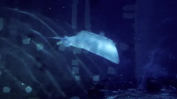 Nagy Rája Úszik Tengeri Akváriumban Állatkertben Absztrakt Víz Alatti Háttér — Stock videók
