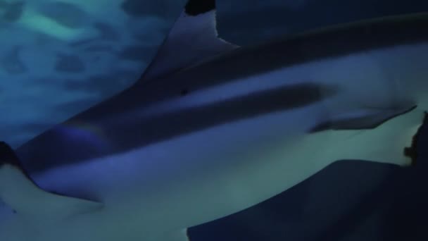 Dos Tiburones Nadando Acuario Agua Mar Fondo Submarino Abstracto Telón — Vídeo de stock