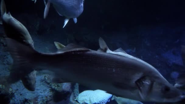 成群的大鱼在黑暗的海底缓慢地游动 水下背景或背景摘要 — 图库视频影像