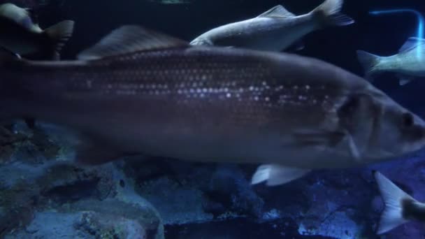许多大鱼在冰冷 黑暗的海水中游过摄像头 水下背景或背景摘要 — 图库视频影像