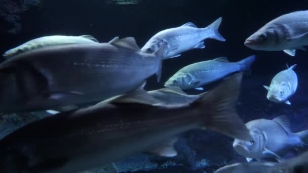 许多北方鱼在冰冷清澈的海底海水中游泳 水下背景或背景摘要 — 图库视频影像