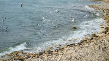 Deniz dalgaları üzerinde uçan martıların yavaş hareketi kayalık kıyılarda yuvarlanıyor..