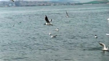 Bulutlu kış gününde soğuk deniz suyunun üzerinde uçan martıların yavaş hareketi.