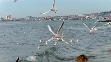 Bulutlu soğuk bir günde İstanbul 'daki limana bir sürü uçan martı görünsün..
