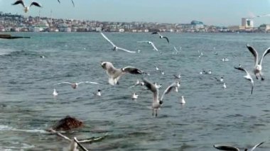 Şehir limanındaki deniz suyuna uçan ve inen martıların yavaş çekim görüntüleri..