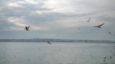 Bulutlu kış gökyüzünde uçan bir sürü martı yavaş hareket ediyor..