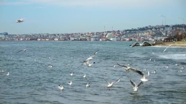 Movimento Lento Gaivotas Mar Voando Contra Bela Vista Istambul Turquia — Vídeo de Stock