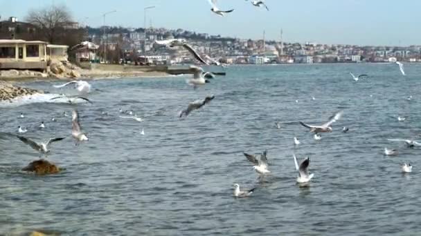 Zeitlupe Von Möwen Die Felsigen Meeresstrand Istanbul Auf Nahrungssuche Fliegen — Stockvideo
