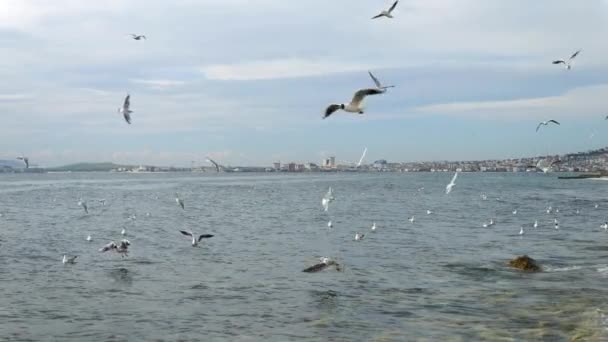 Slow Motion Seagulls Flying Cloudy Sky Sea Harbor City — Stock Video