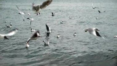 Yavaş hareket eden martılar suyun üzerinde uçuyor ve bulutlu kış gününde deniz dalgaları üzerinde oturuyor..