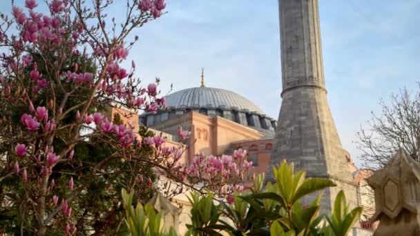 トルコのイスタンブール 2023年2月 日没時に美しいマグノリアの木が咲くアヤソフィアまたはハギア ソフィアモスクのスローモーション — ストック動画