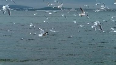 Bir sürü martının soğuk deniz yüzeyinden havalanıp uçması yavaş bir harekettir. Özgürlük ve vahşi yaşam kavramı, mükemmel bir doğal geçmiş.