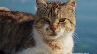 Sıcak güneş ışığı altında sakin deniz dalgalarına karşı gevşeyen yeşil gözlü kedi portresi