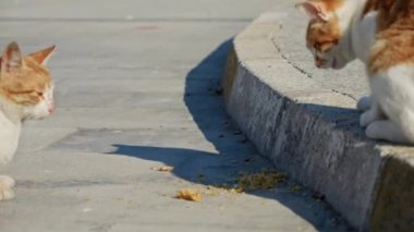 İki evsiz vahşi kedi sokaklarda yemek için kavga ediyor..