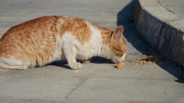 Şehir sokaklarında yiyecek arayan evsiz, pis kırmızı kedi. Evsiz hayvanlar.