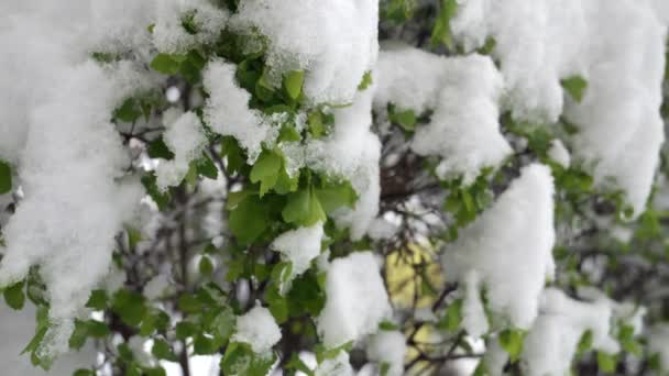 Movimento Lento Neve Cobrindo Folhas Verdes Frescas Árvore Durante Queda — Vídeo de Stock